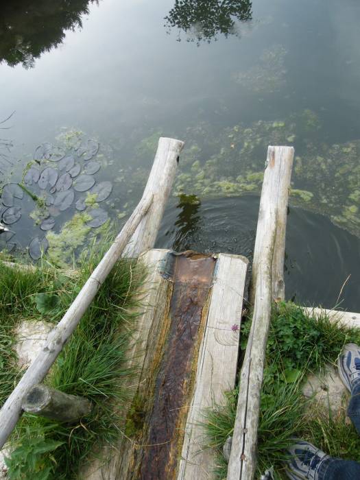 in the woods in the woods