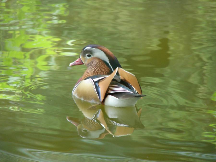 a duck in the Bojnice Zoo a duck in the Bojnice Zoo